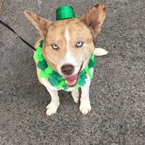 Meet your Posher, Patricia